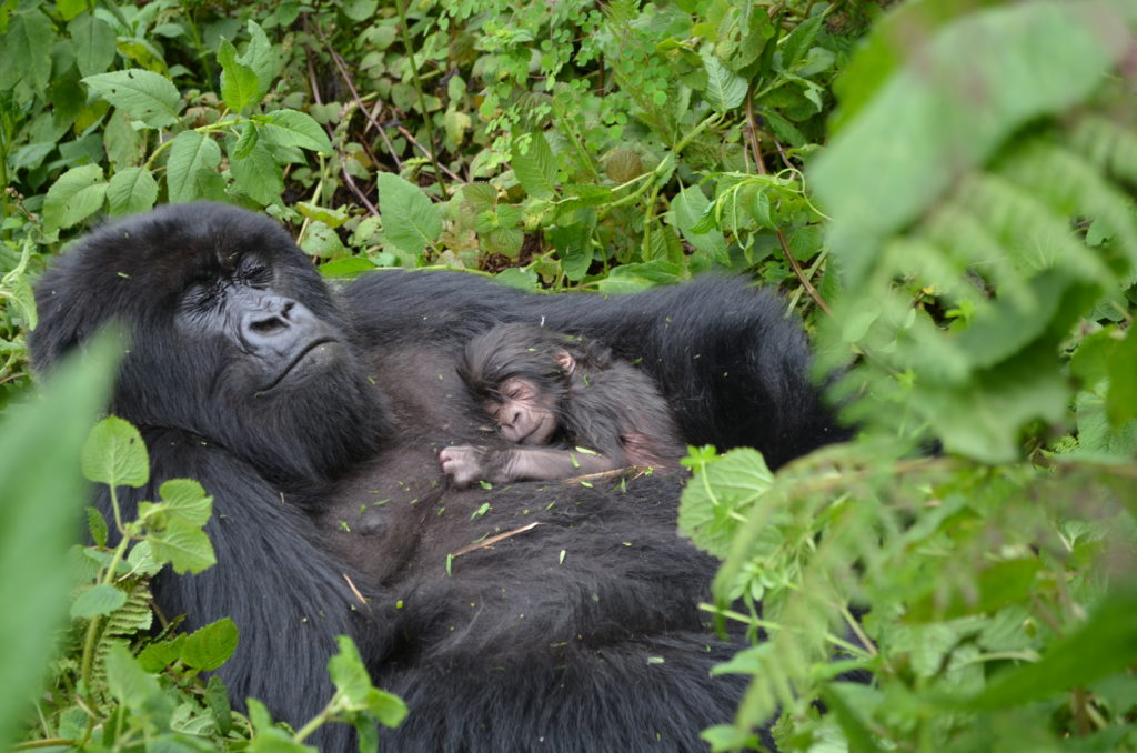 Female gorilla and her baby in Agasha gorilla family