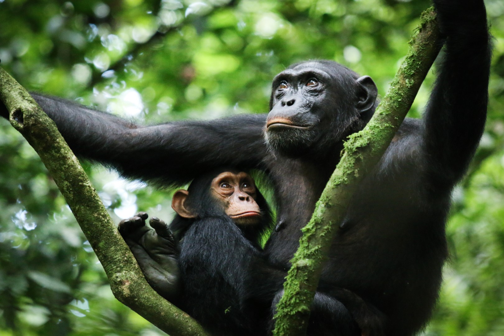 Chimpanzee and her baby in Uganda's Kibale forest
