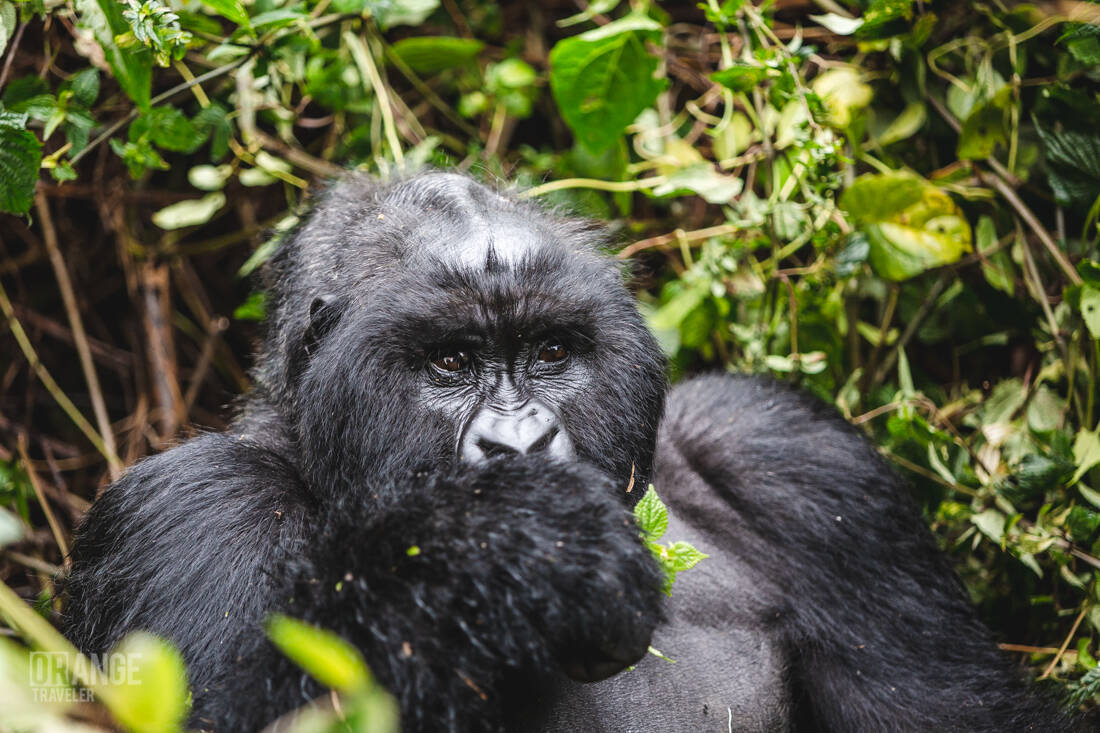 Ben the bold headed silverback gorilla