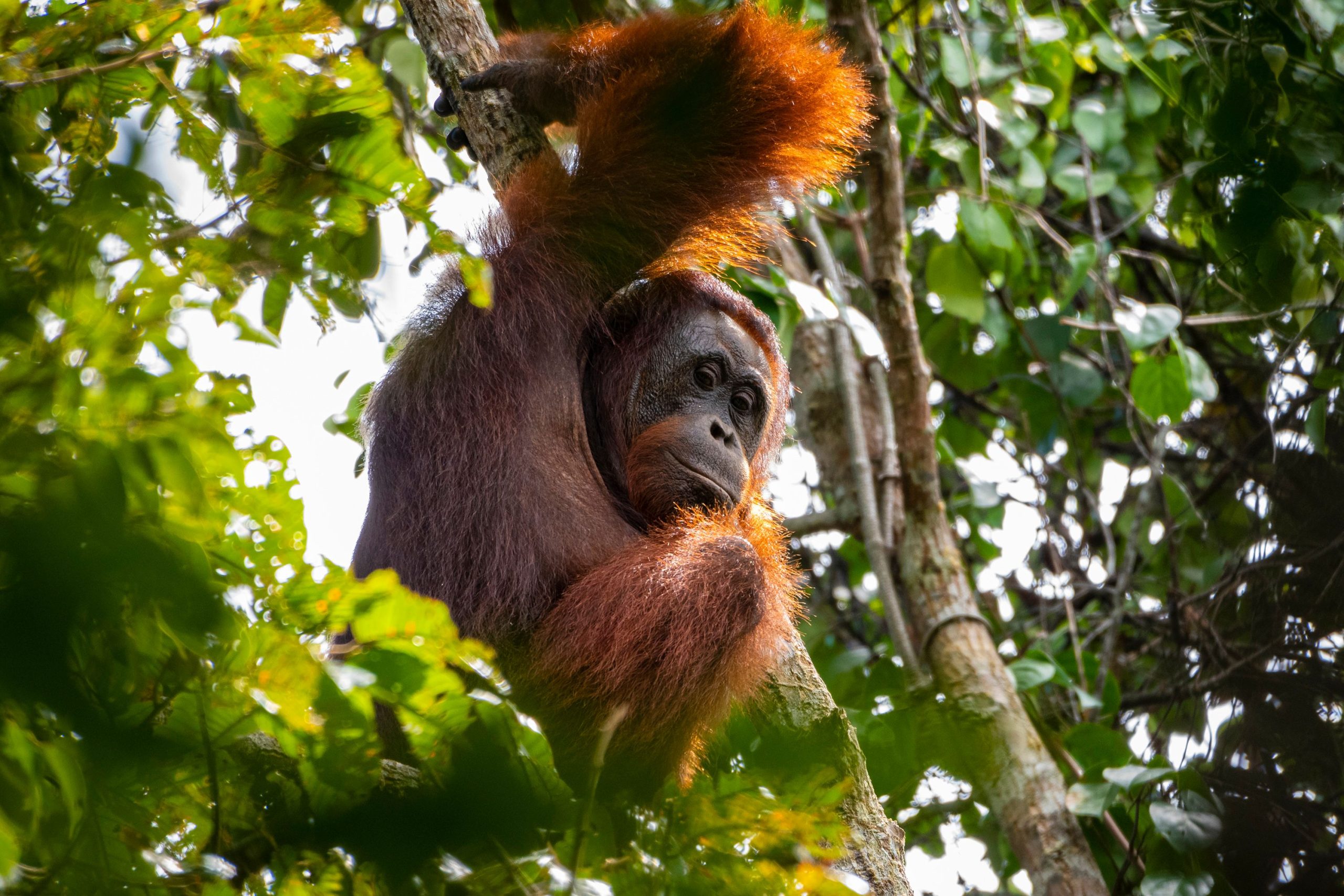 Orangutan in the forest of Borneo Indonesia.