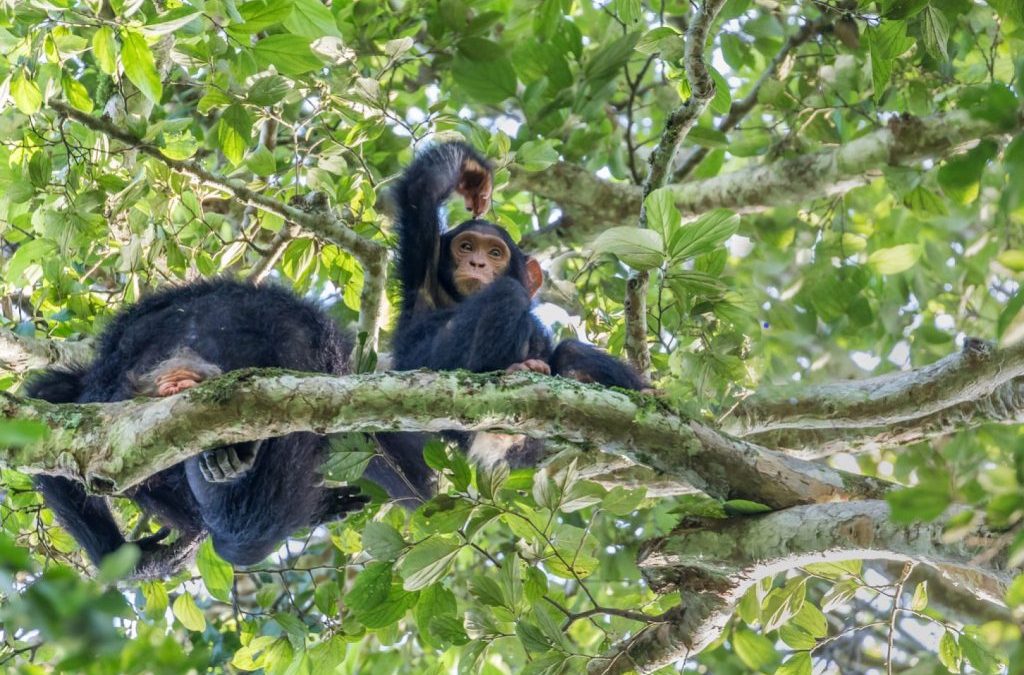 Amazing Primate Experience in Rwanda & Uganda
