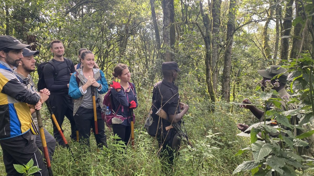 Gorilla trekking: Tourist ready to meet the mountain gorillas in Bwindi Impenetrable forest