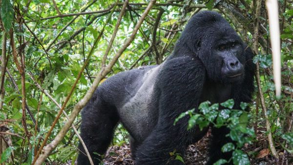 Silverback gorilla while on a gorilla trekking experience in Bwindi Impenetrable national park
