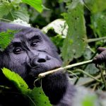 10 Reasons why choose Uganda for Gorilla trekking