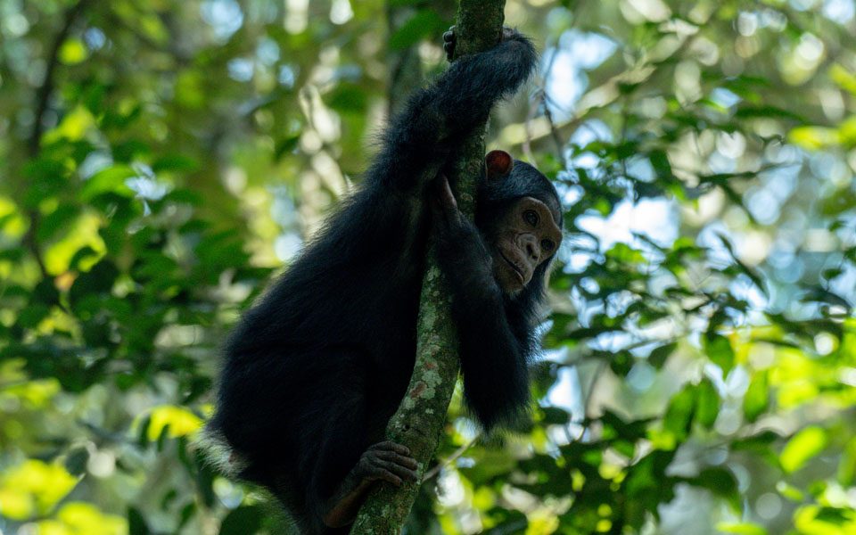 Buraiga Chimpanzee Community: A New Chimpanzee community in Kibale