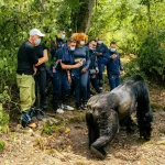 How hard is Gorilla trekking in Rwanda?