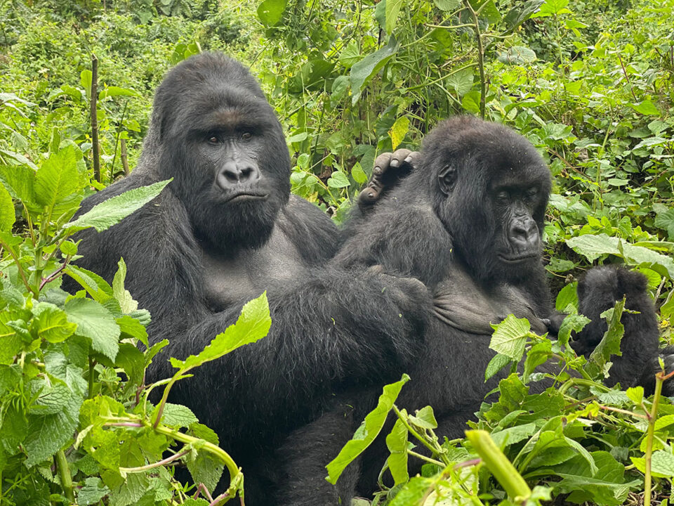 Gorilla trekking in Africa: Virunga national park in Congo
