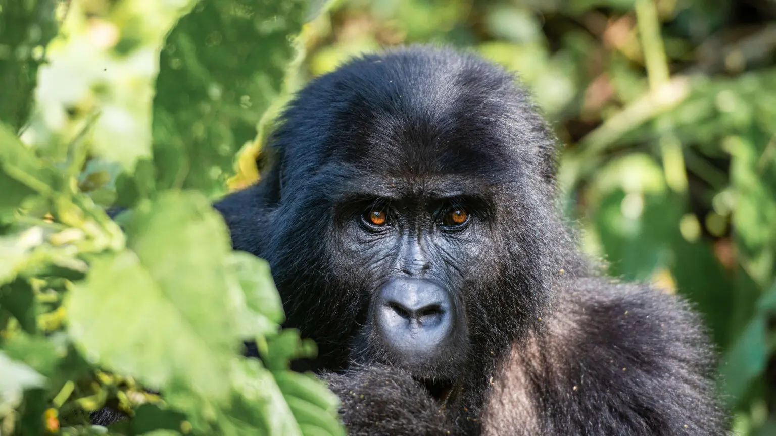 Gorilla trekking: Bwindi impenetrable national park