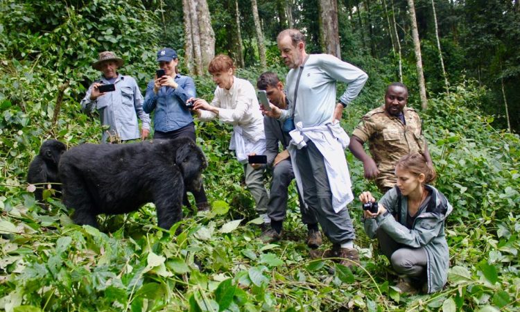 Tourist on a gorilla trekkings in Bwindi impenetrable national park in Uganda