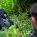 Rwanda's Gorilla Trekking Domination: 5 Reasons That Stand Unmatched