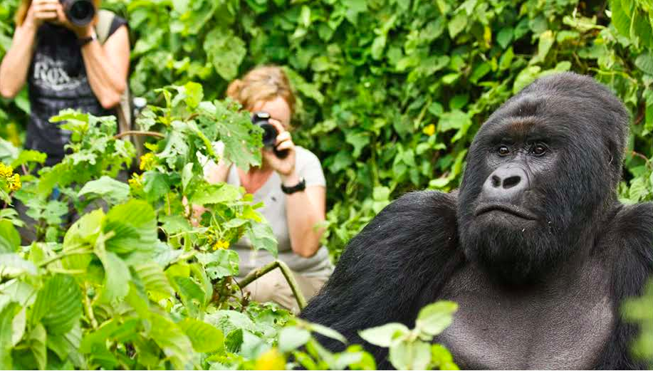 Tourists maintaining a good distance while on a gorilla trekking experience in Rwanda