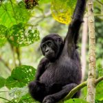 How much is gorilla trekking in Uganda?