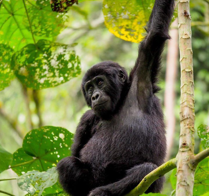 How much is gorilla trekking in Uganda?