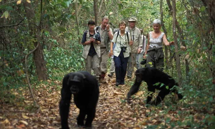 Buraiga chimpanzee community: Tourists on the chimpanzee trekking experience