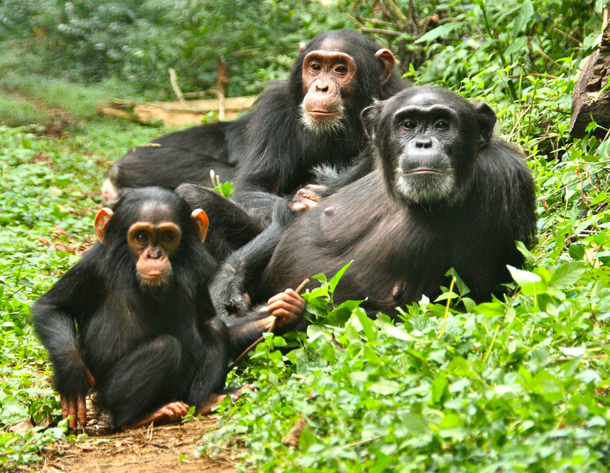 Chimpanzee trekking experience in Kibale forest