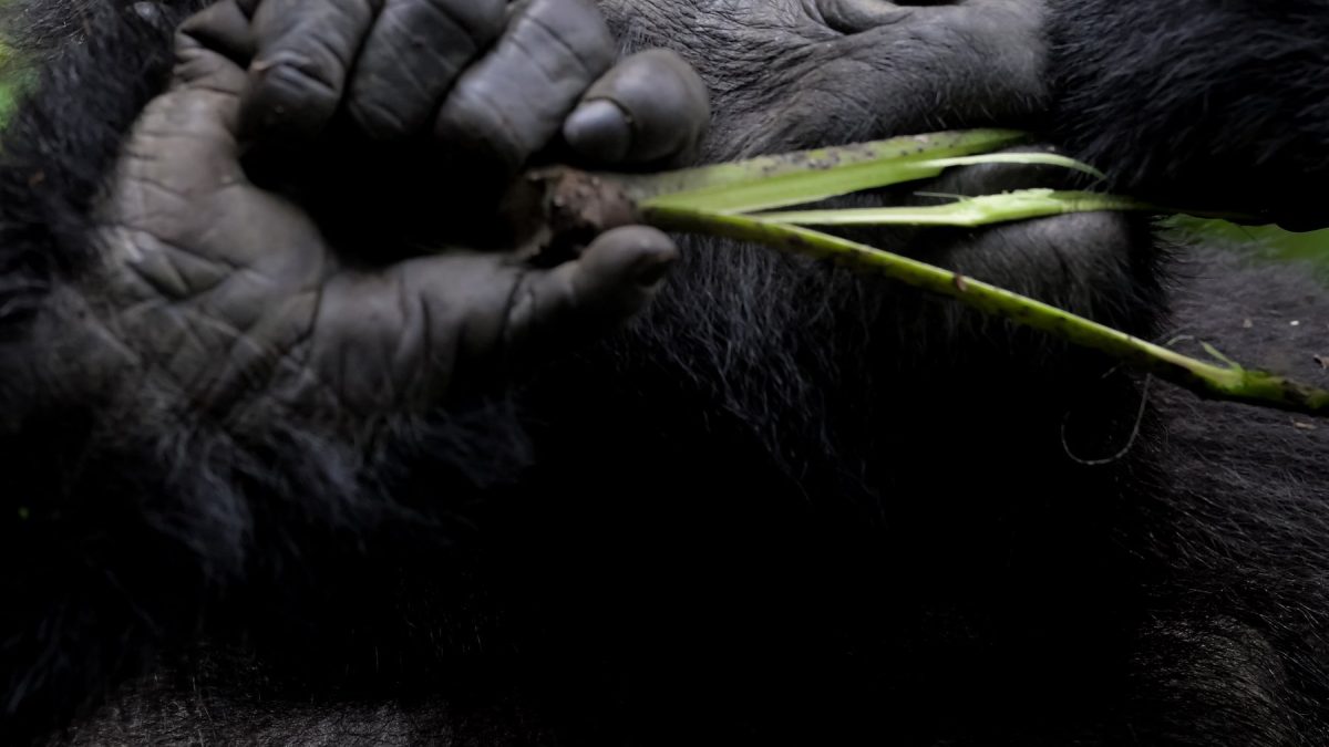 Gorilla trekking Price: How much is gorilla trekking?