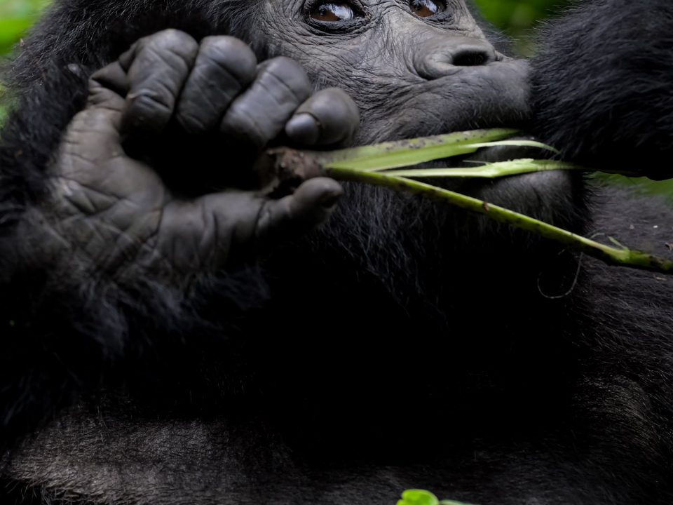 Gorilla trekking Price: How much is gorilla trekking?