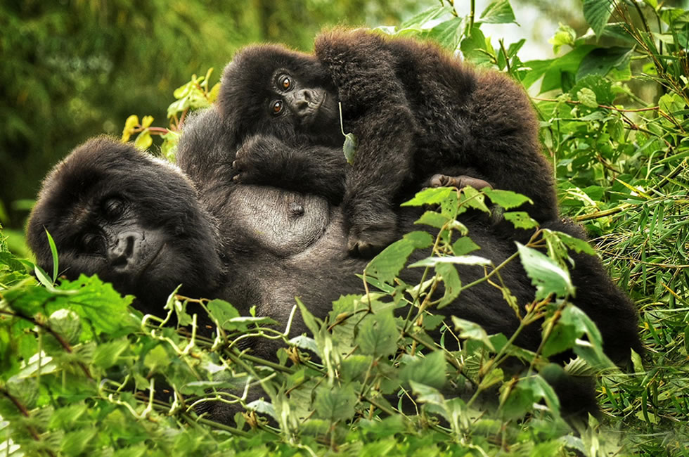 Gorilla trekking: Volcanoes national park- Rwanda