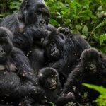Gorilla Trekking: Transforming Lives of Porters in Bwindi Impenetrable Forest