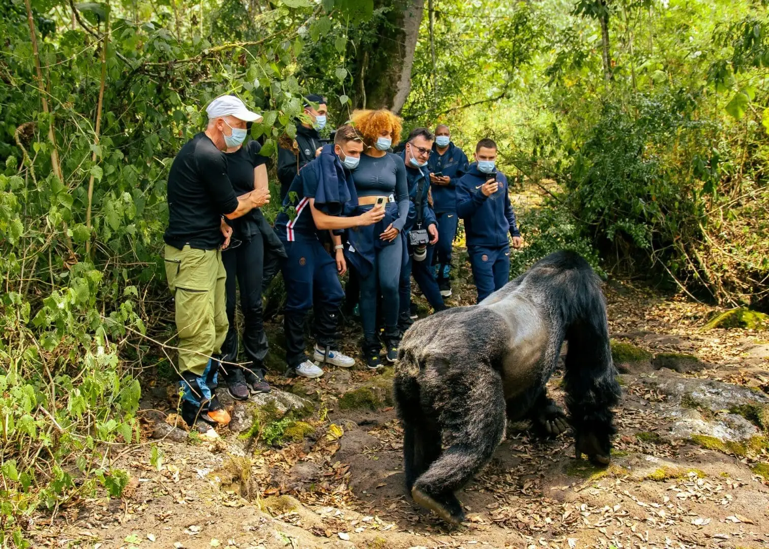 Gorilla trekking in Rwanda with Marburg Virus Disease outbreak 