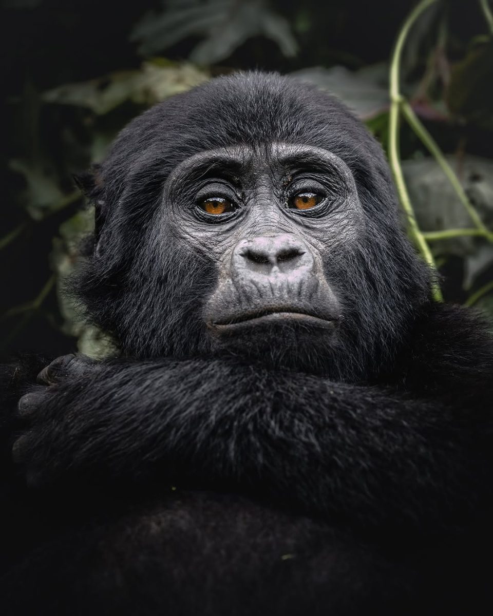 Rwanda Gorilla Trekking and safari
