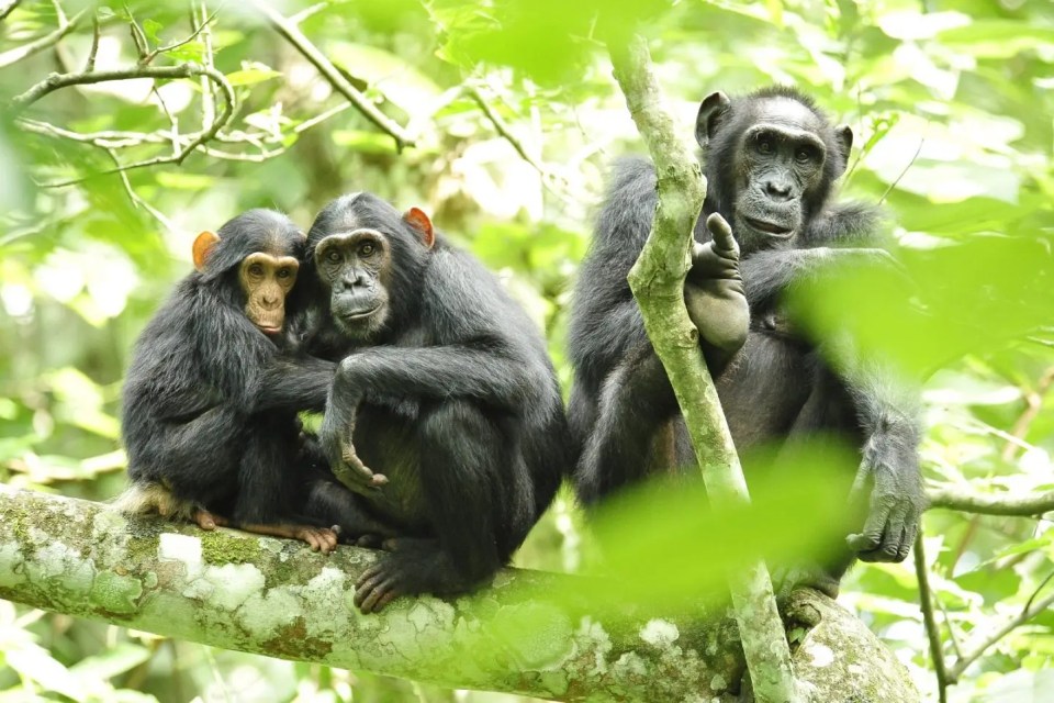 Chimpanzee habituation experience in Kibale national park