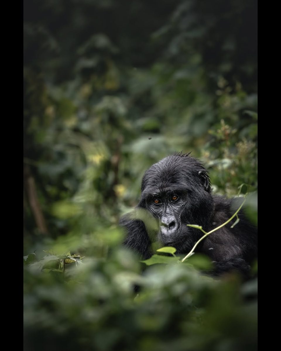 2 Days Rwanda Gorilla Trekking Tour