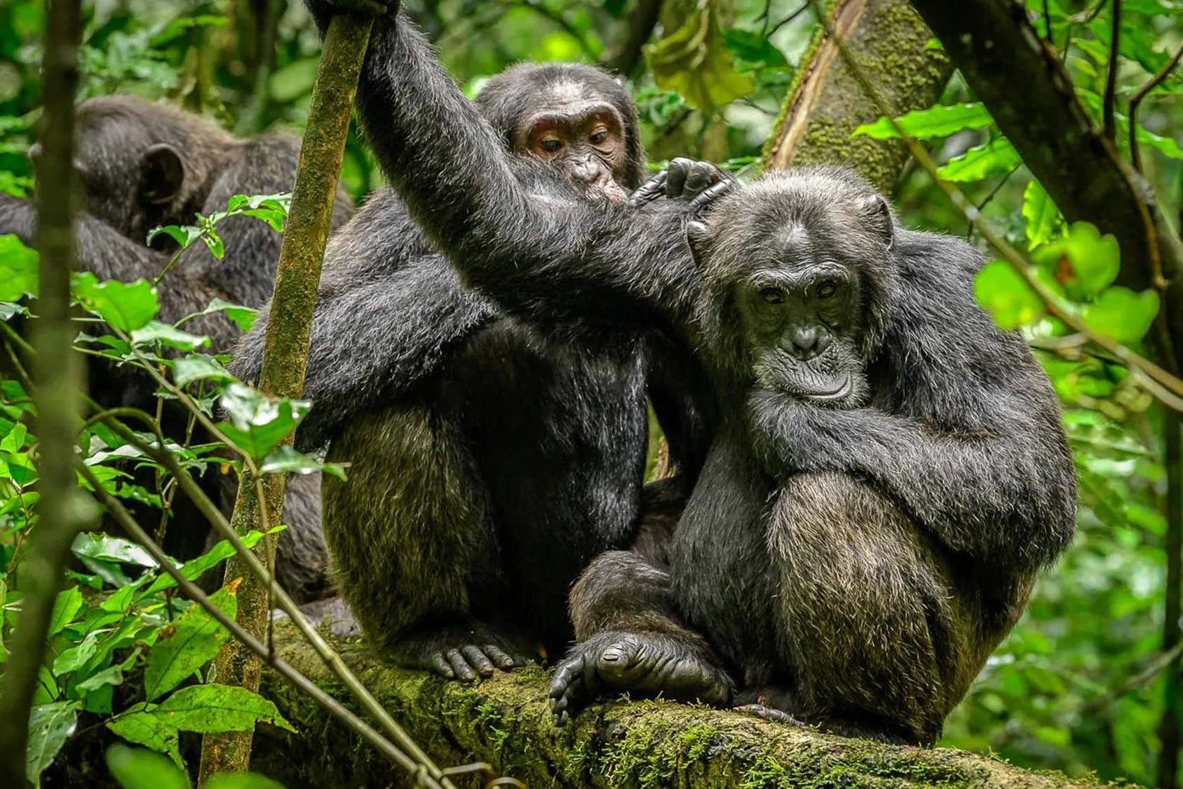 Chimpanzee trekking in Budongo Forest