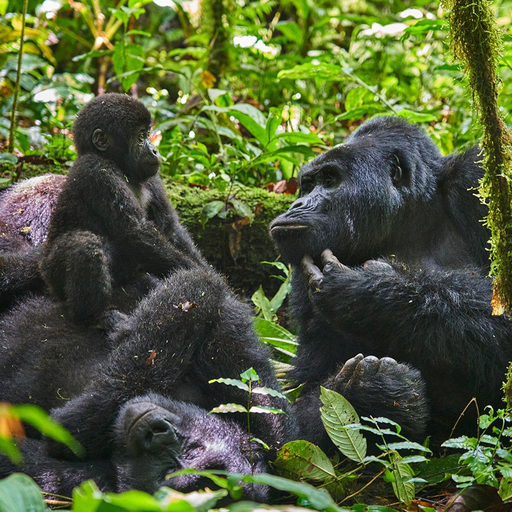 Tourists on a gorilla habituation experience in Bwindi impenetrable national park