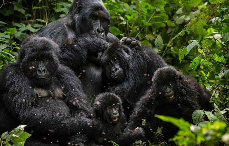 Gorilla family in Bwindi Impenetrable national park
