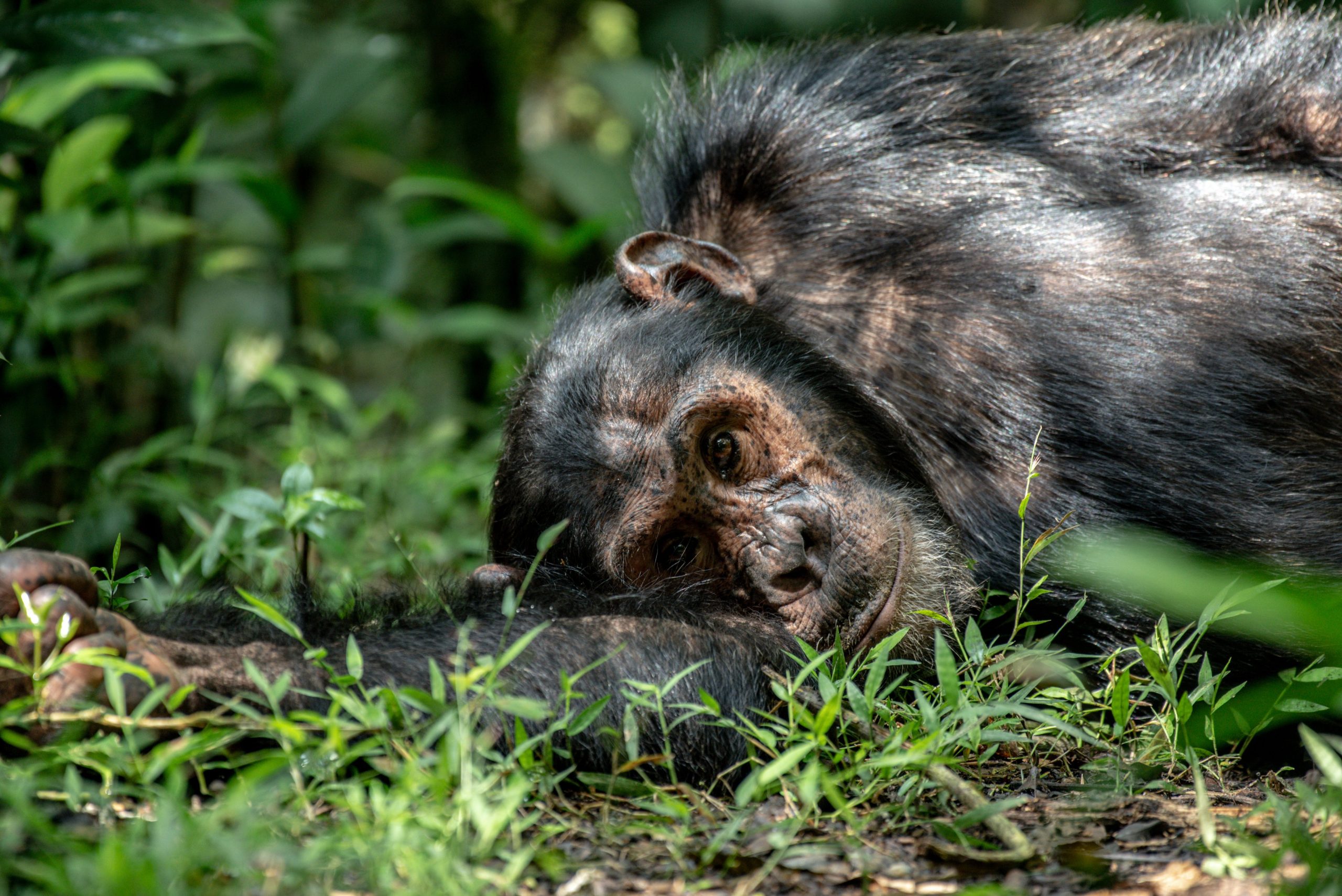Chimpanzee relaxing after a busy day of feeding in Kibale national park.