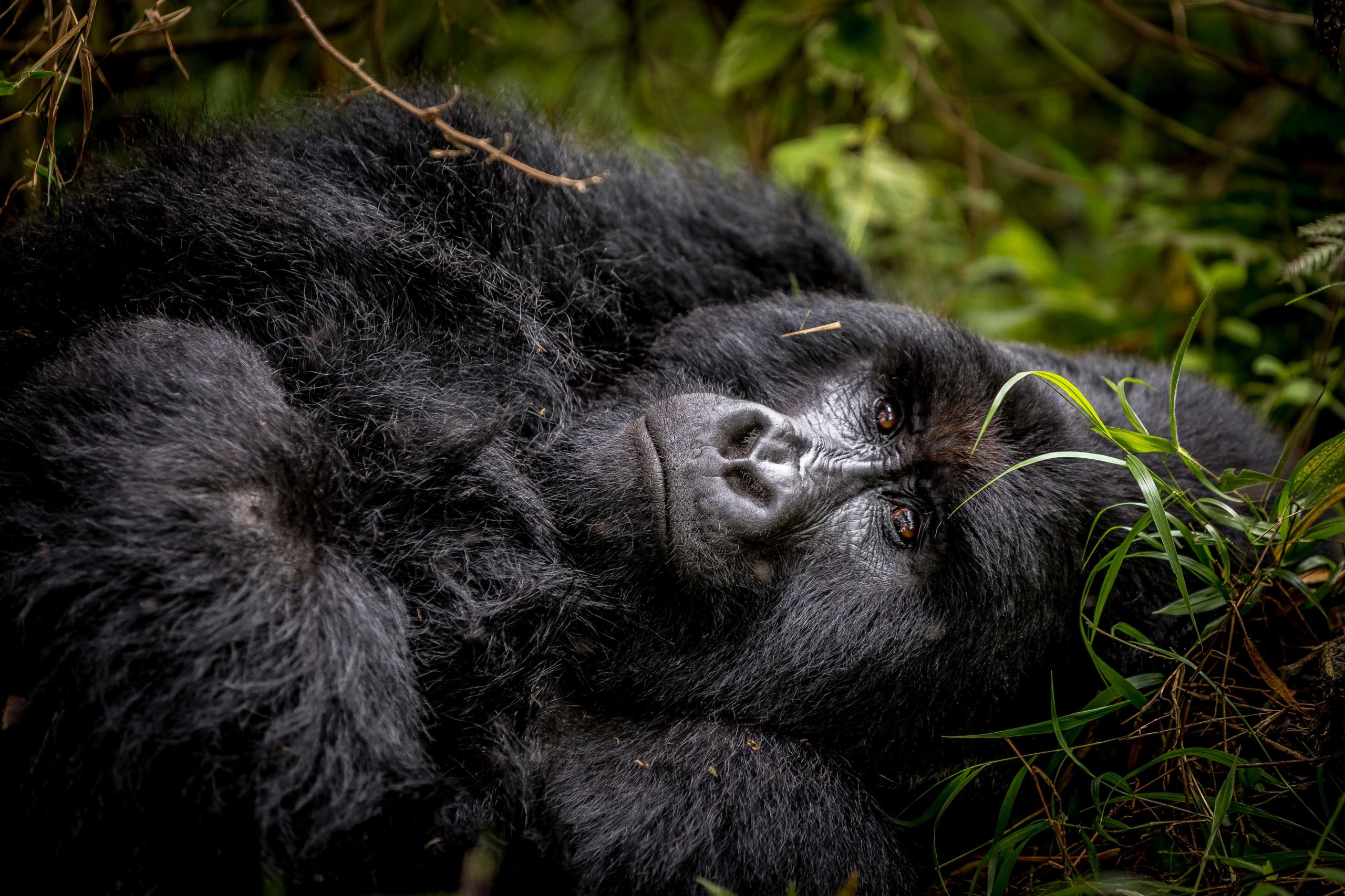 Silverback resting on Gorilla trekking experience in Bwindi impenetrable national park