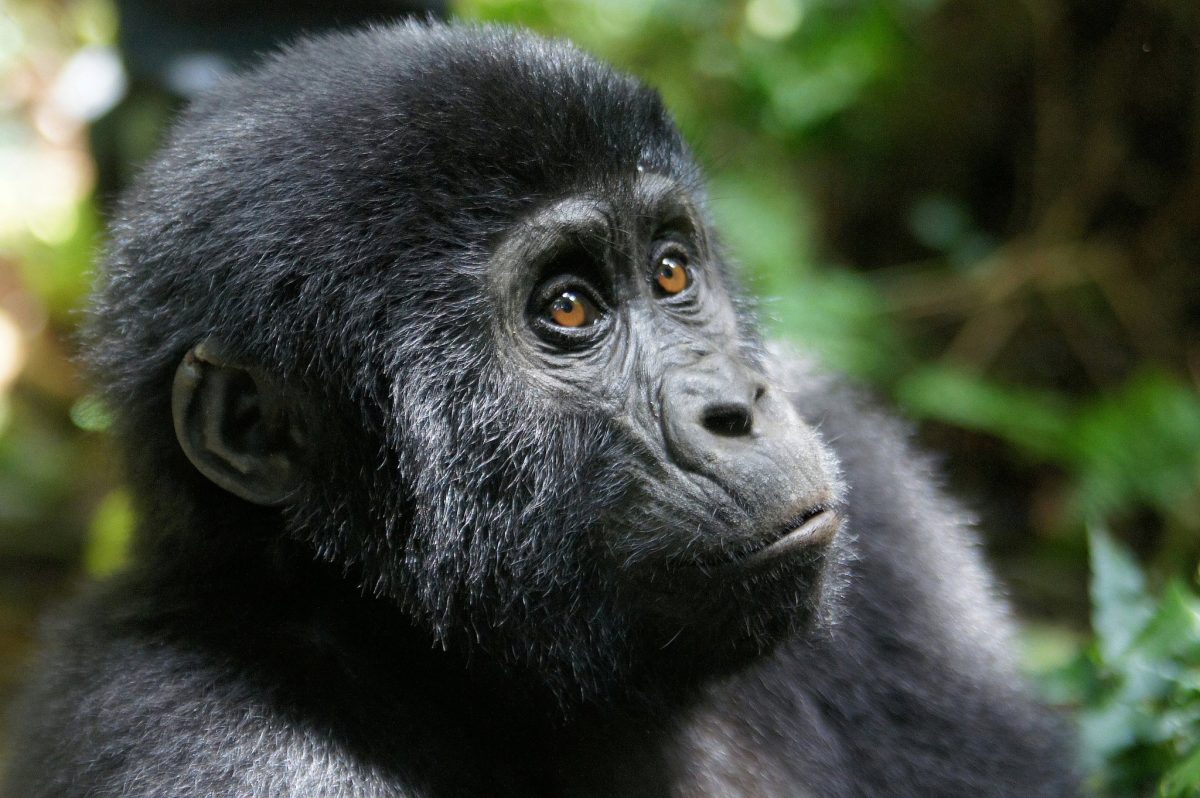 Uganda Safaris
