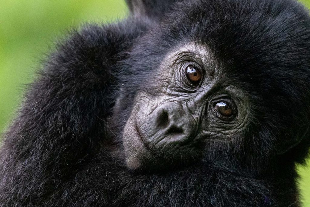 Uganda Safaris