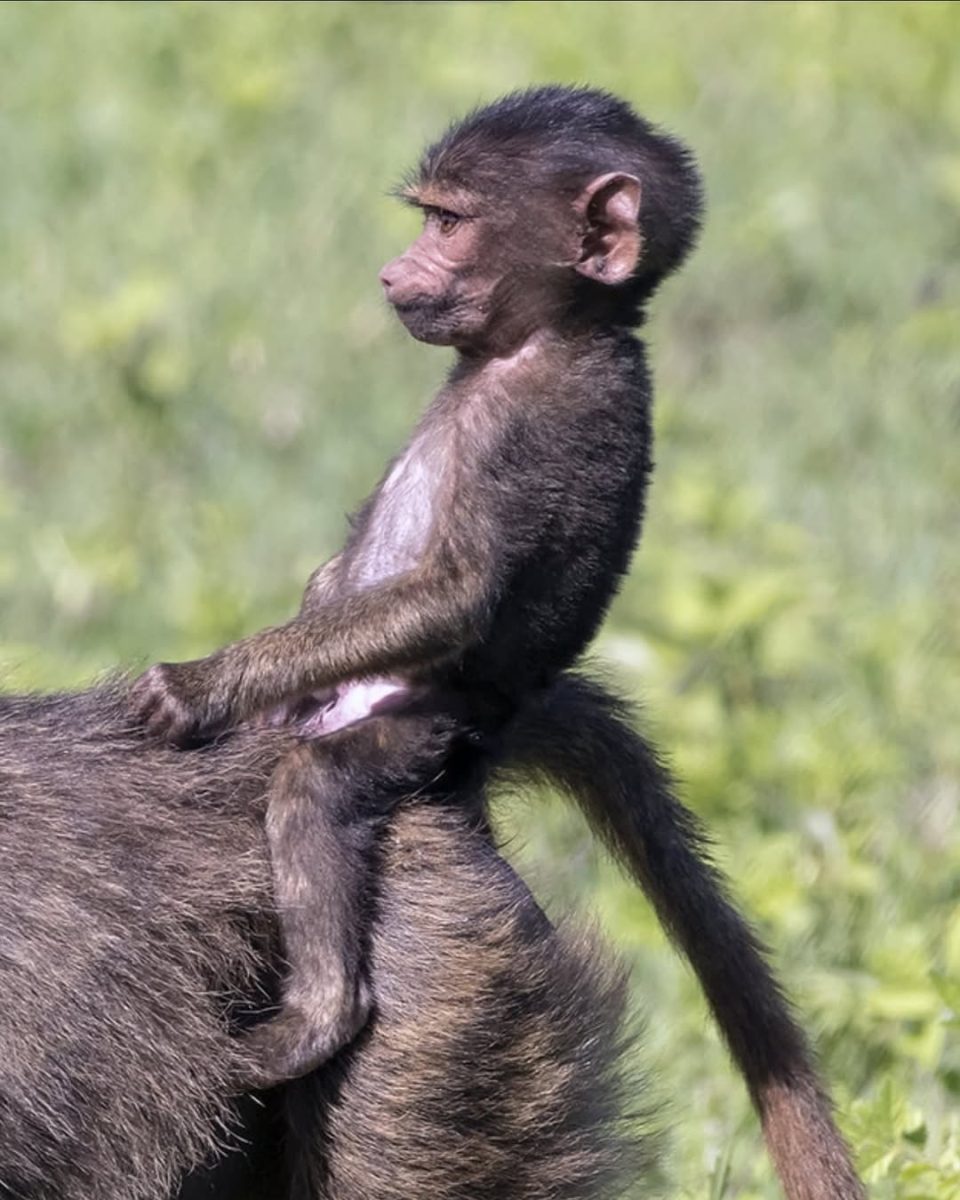 Best of Uganda and Rwanda Safari