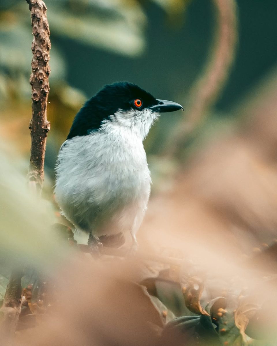8 Days Rwanda birding tour