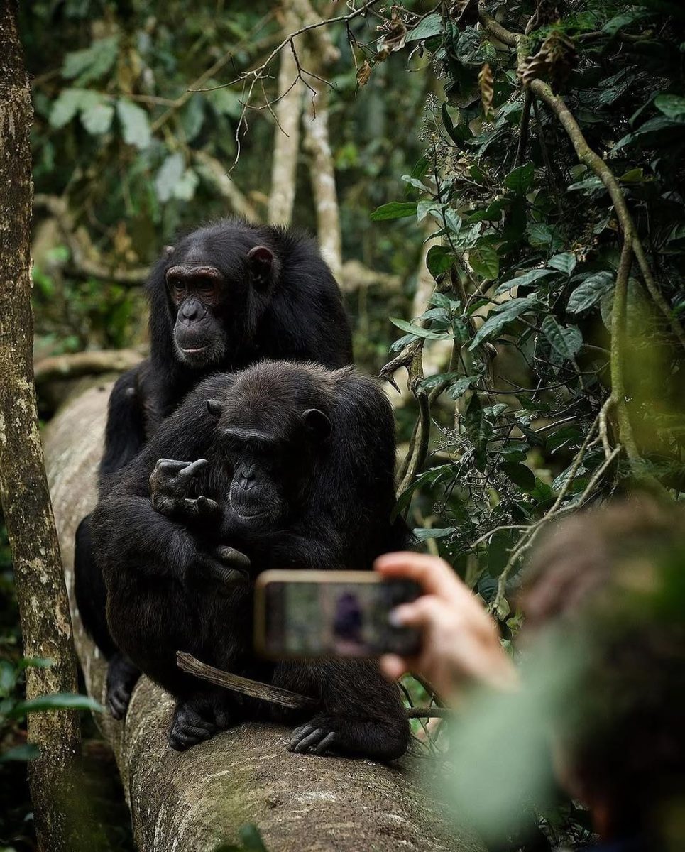 Rwanda Chimpanzee trekking