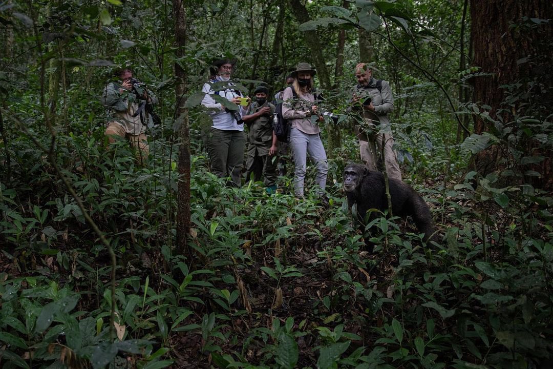 Kibale forest National Park