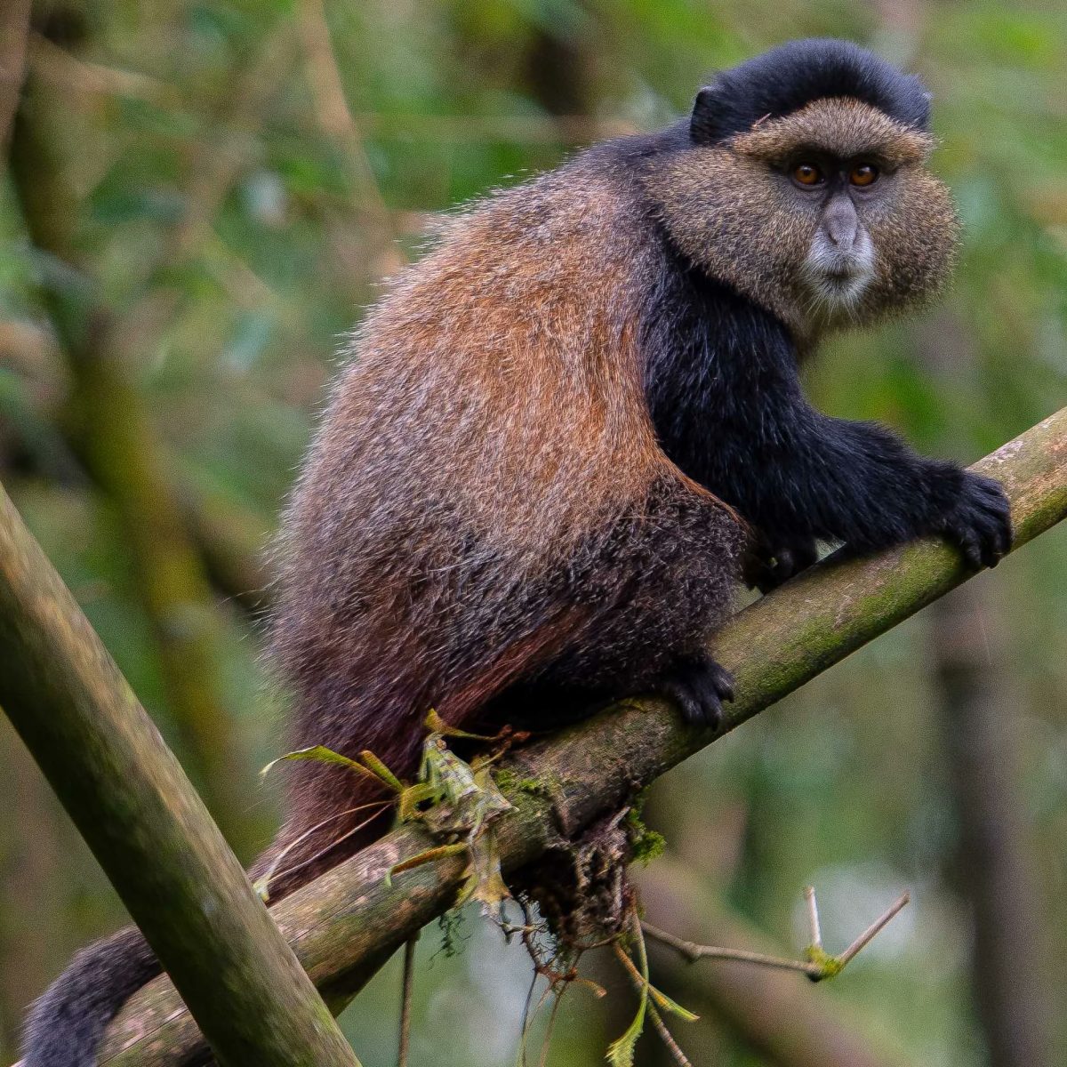 6 Days Rwanda Honeymoon Safari