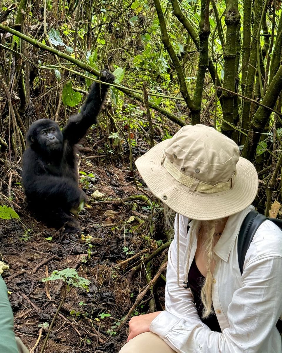 Close to the mountain gorilla