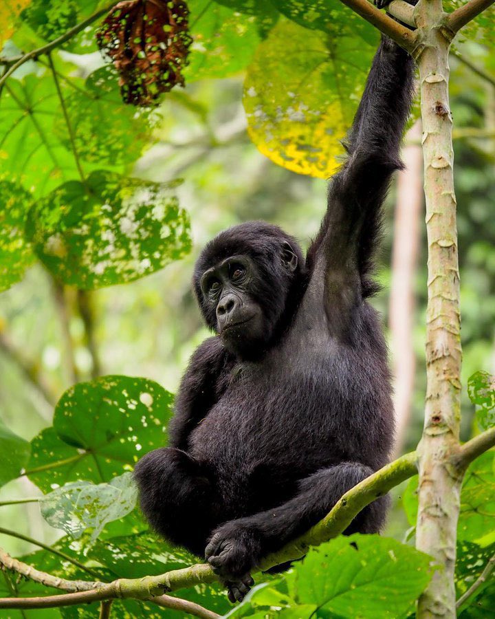Karisimbi Gorilla Family