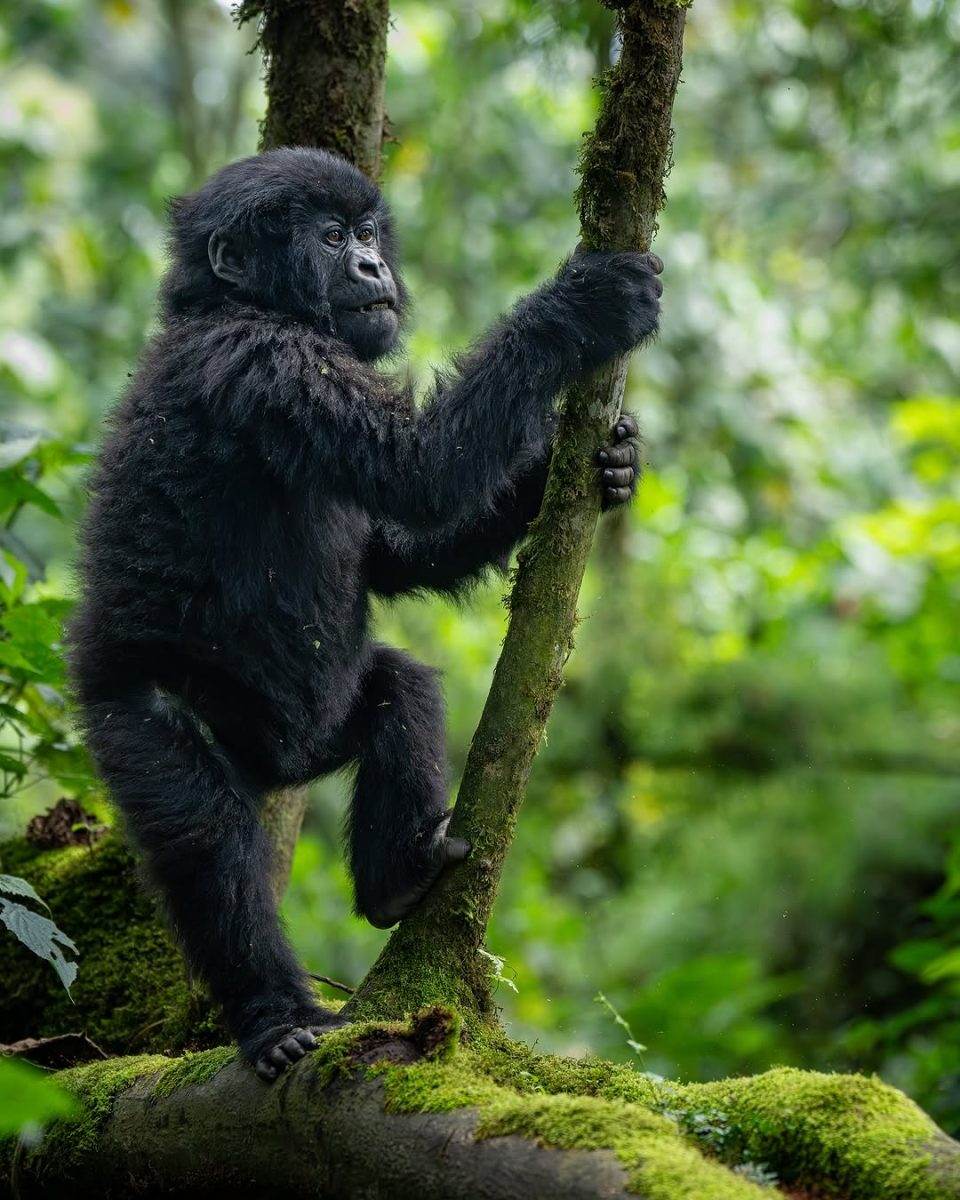 Gorilla Trekking & Wildlife Safaris