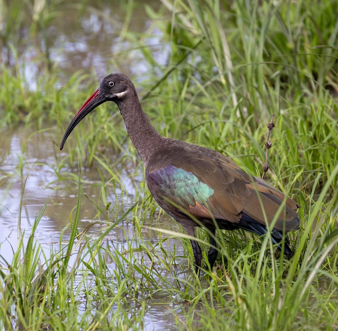 3 Days Rwanda Bird Watching