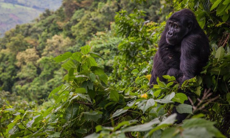 Uganda Safaris