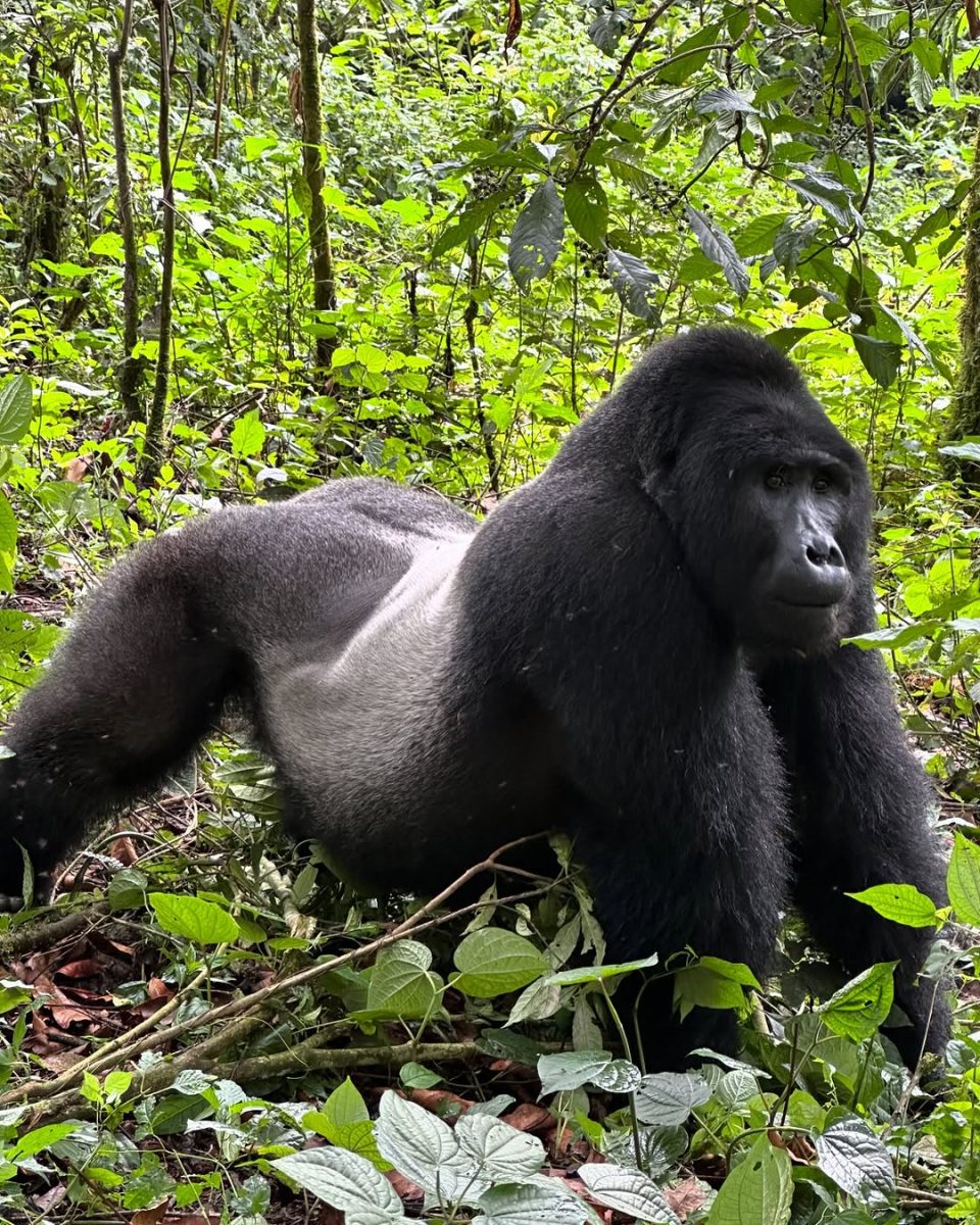 Amahoro Gorilla Group