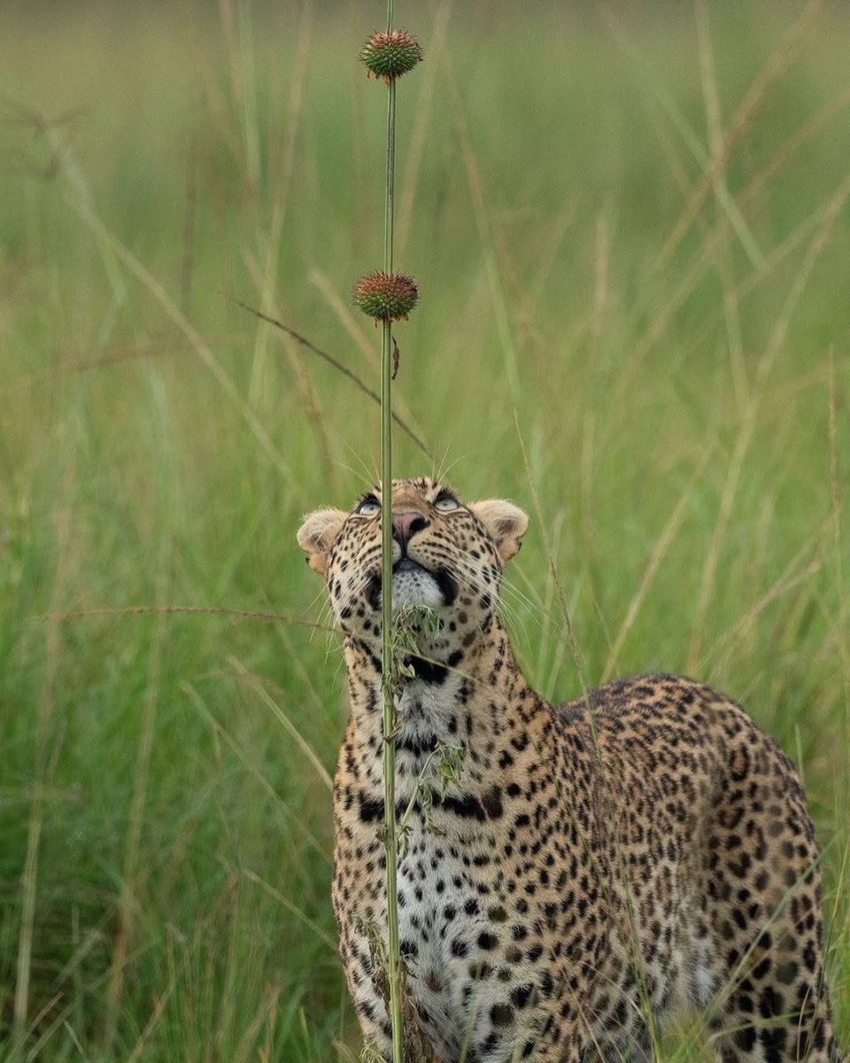 Rwanda safaris