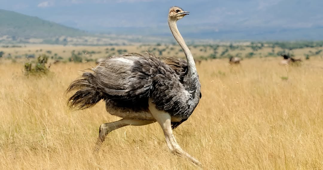 Kidepo Valley National Park