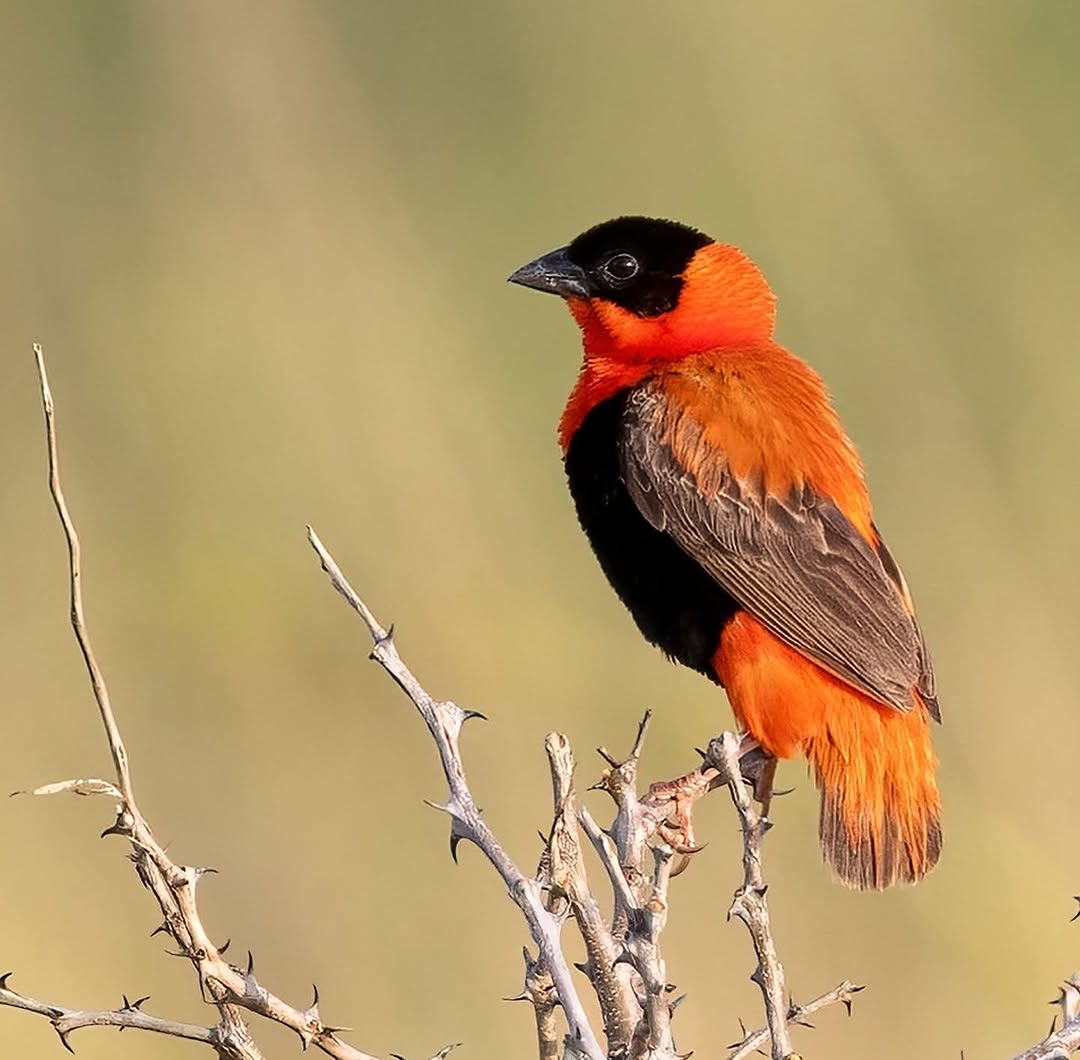 8 Days Rwanda Birding Tour