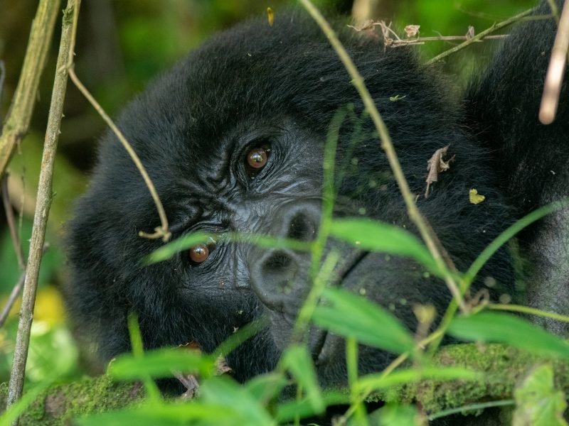Gorilla trekking Uganda Rwanda