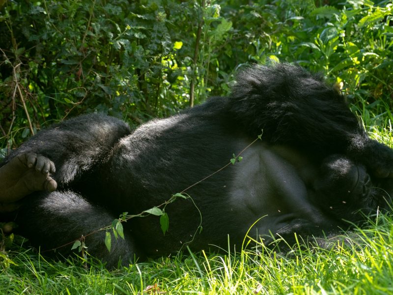 Gorilla trekking Uganda Rwanda